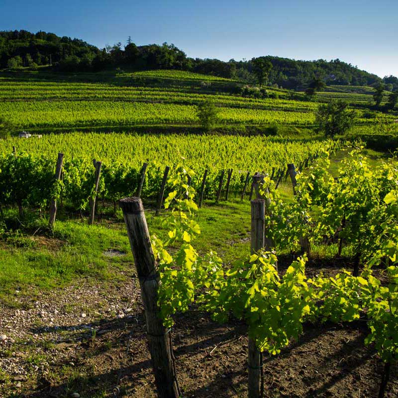 Collio